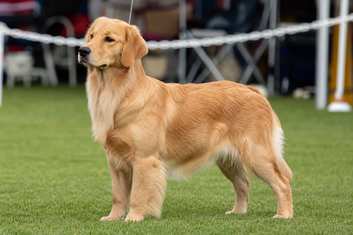 Ch Goldtreve Bella Rose, jeune Golden Retriever femelle, robe dorée soyeuse, en pose d'exposition
