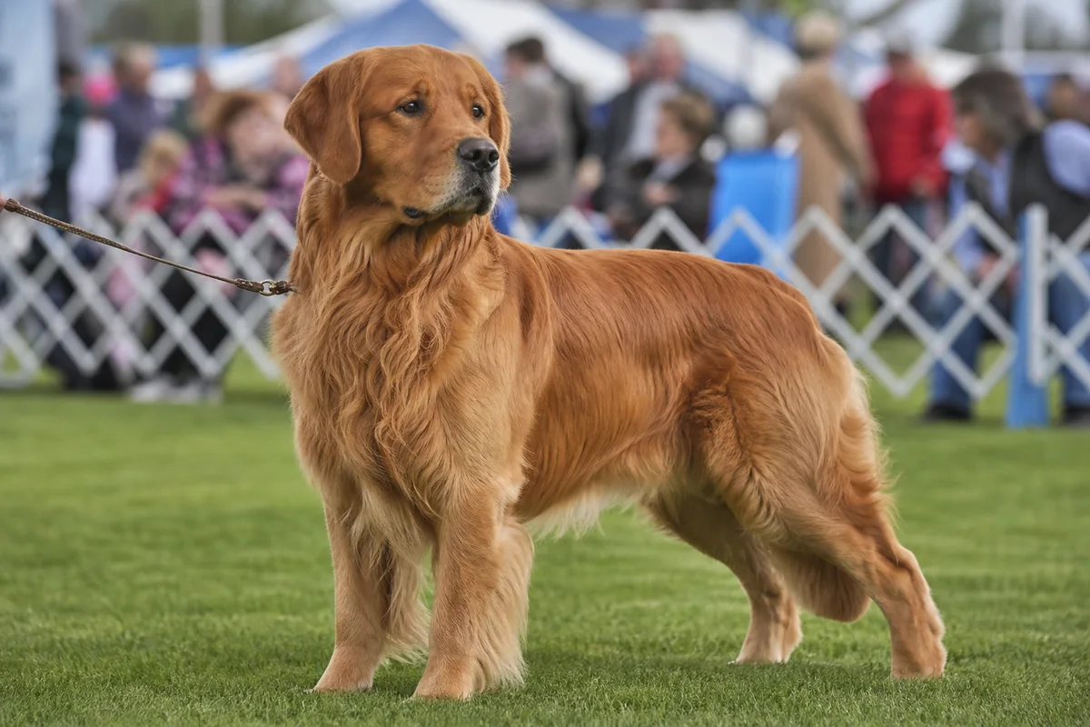 Ch Goldtreve Bronze Rebel, Golden Retriever mâle adulte, robe doré bronze dense, en pose d'exposition