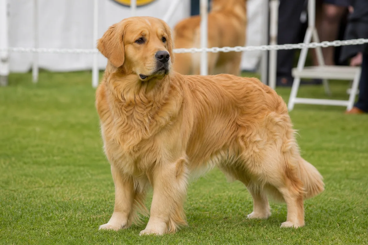 Ch Goldtreve Cameron, Golden Retriever mâle adulte, robe dorée dense, en pose d'exposition