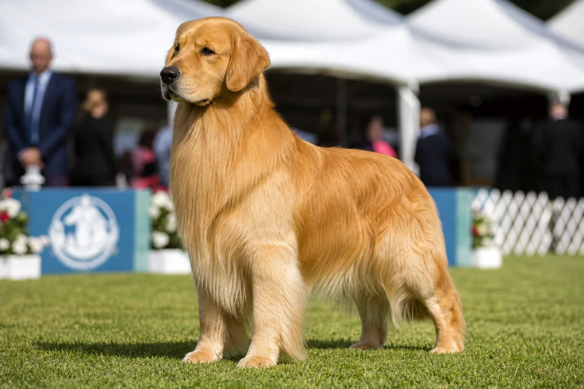 Am and Can Ch Goldtreve Campaigner, Golden Retriever mâle adulte en pose d'exposition, décor de concours américain