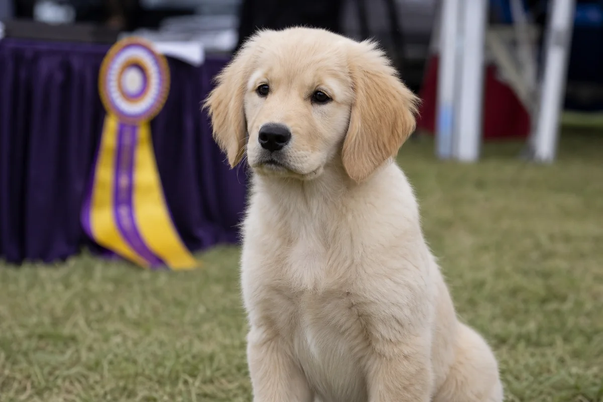 Goldtreve Camrose Fame, chiot Golden Retriever d'environ quatre mois, assis sur le ring d'exposition