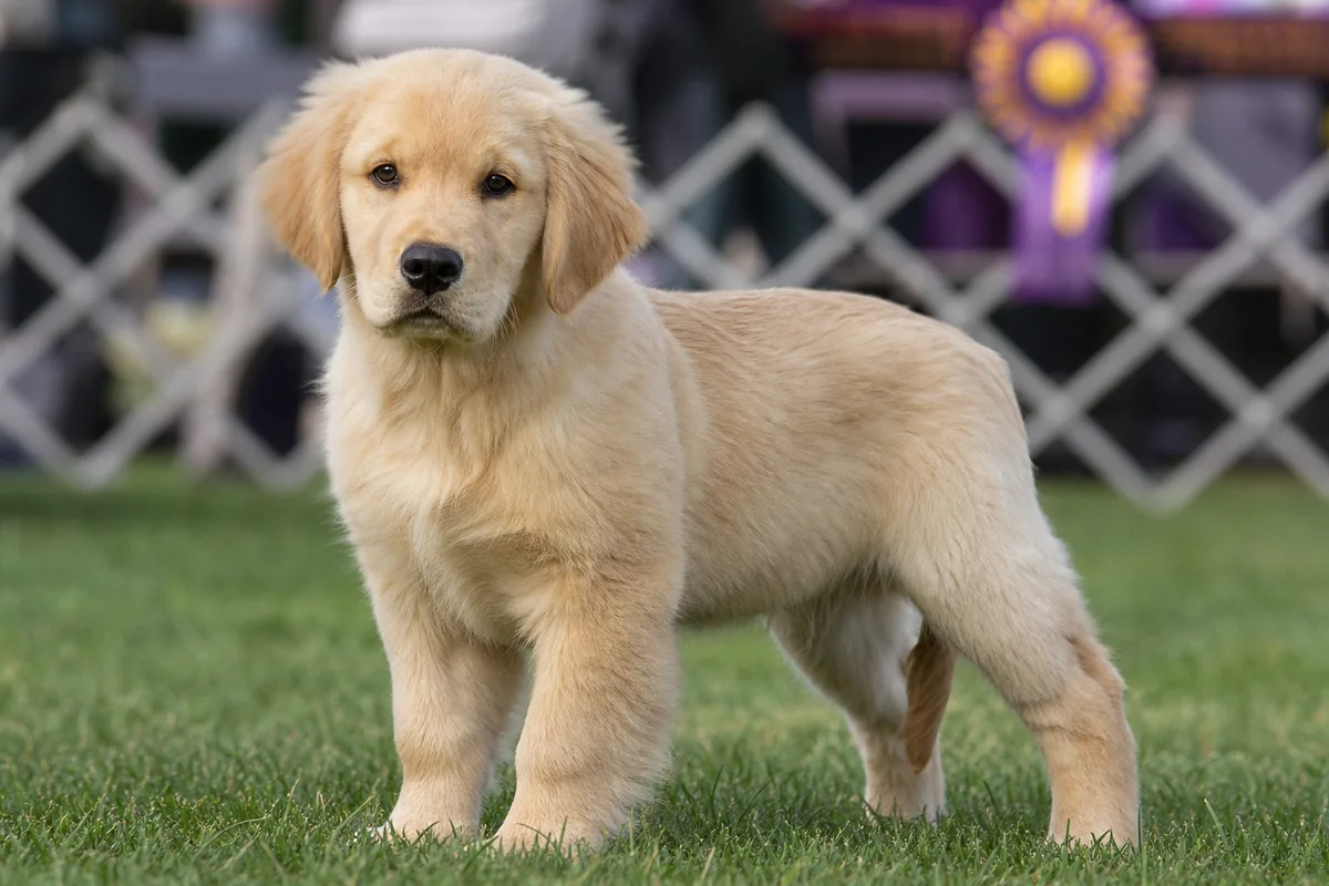 Ch Goldtreve Chancellor, chiot Golden Retriever d'environ quatre mois, debout sur le ring