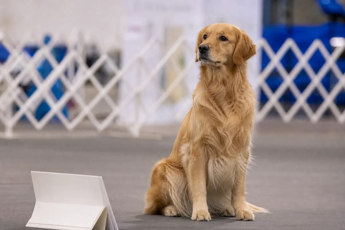 Obedience Ch Goldtreve Cover Girl, Golden Retriever femelle assise dans un ring d'obéissance