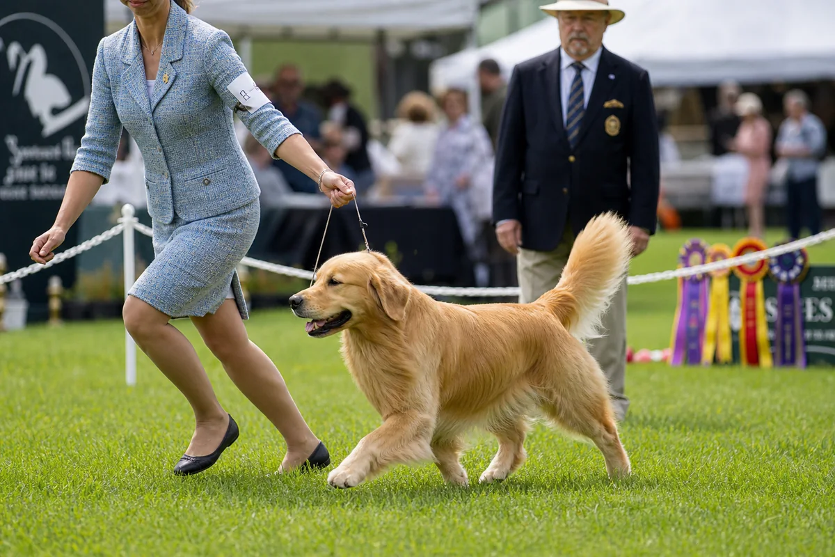 Golden Retriever mené au pas sur le ring lors d'un concours de conformation, juge à l'arrière-plan