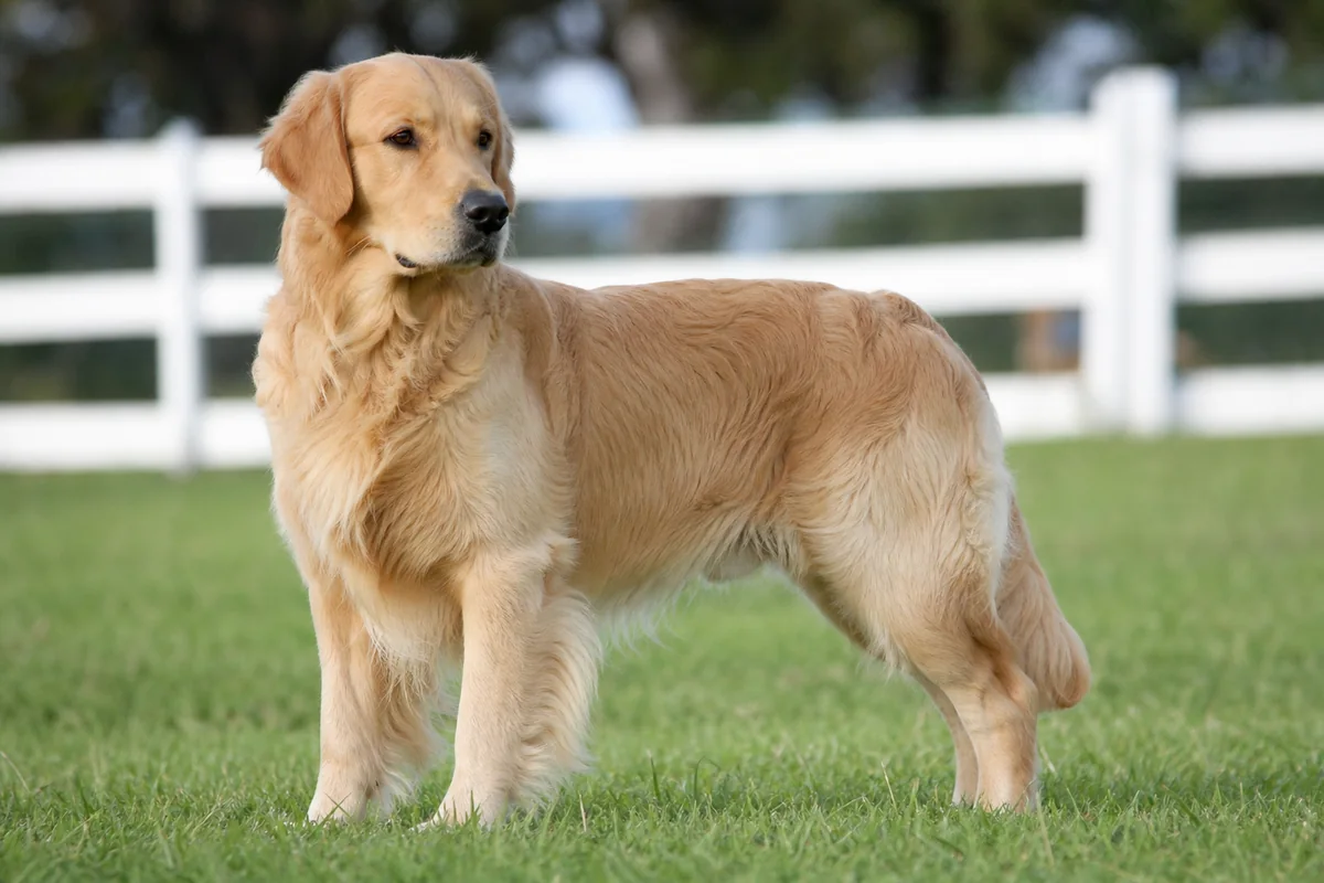 Aust Grand Ch Goldtreve Camrose Kyva, Golden Retriever mâle adulte, robe dorée claire, debout dans un enclos herbeux