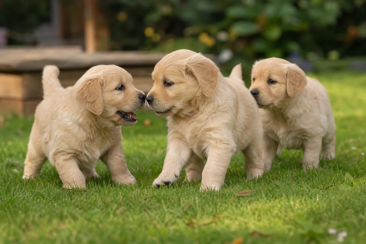 Trois chiots Golden Retriever jouant ensemble sur l'herbe