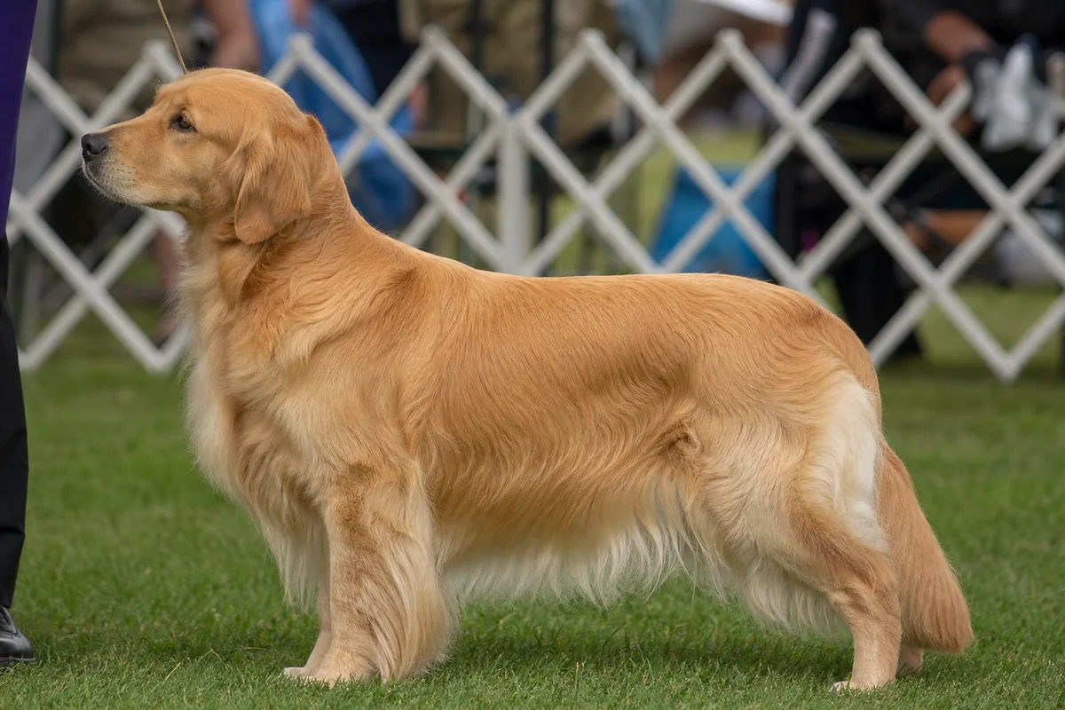 Ch Goldtreve Say No More, Golden Retriever femelle adulte, robe dorée dense, de profil