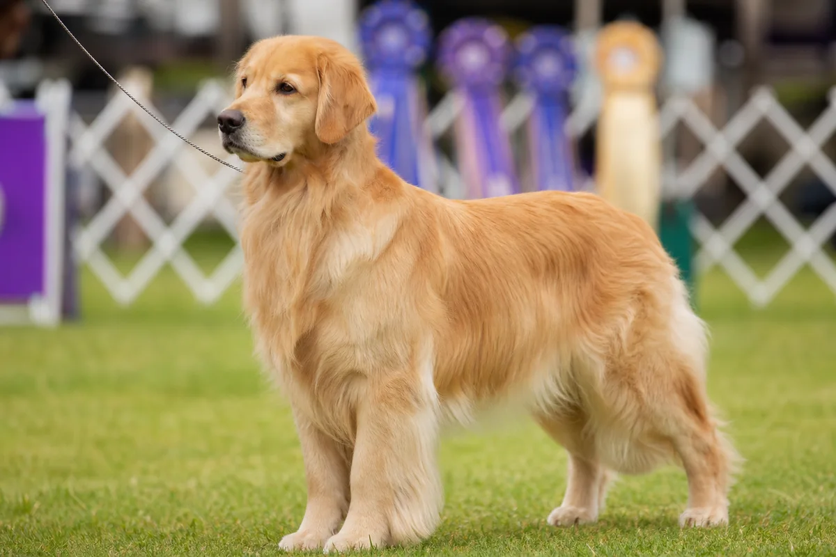 Grand Ch Goldtreve Camrose Tess, Golden Retriever femelle adulte, robe dorée ondulée, en pose d'exposition