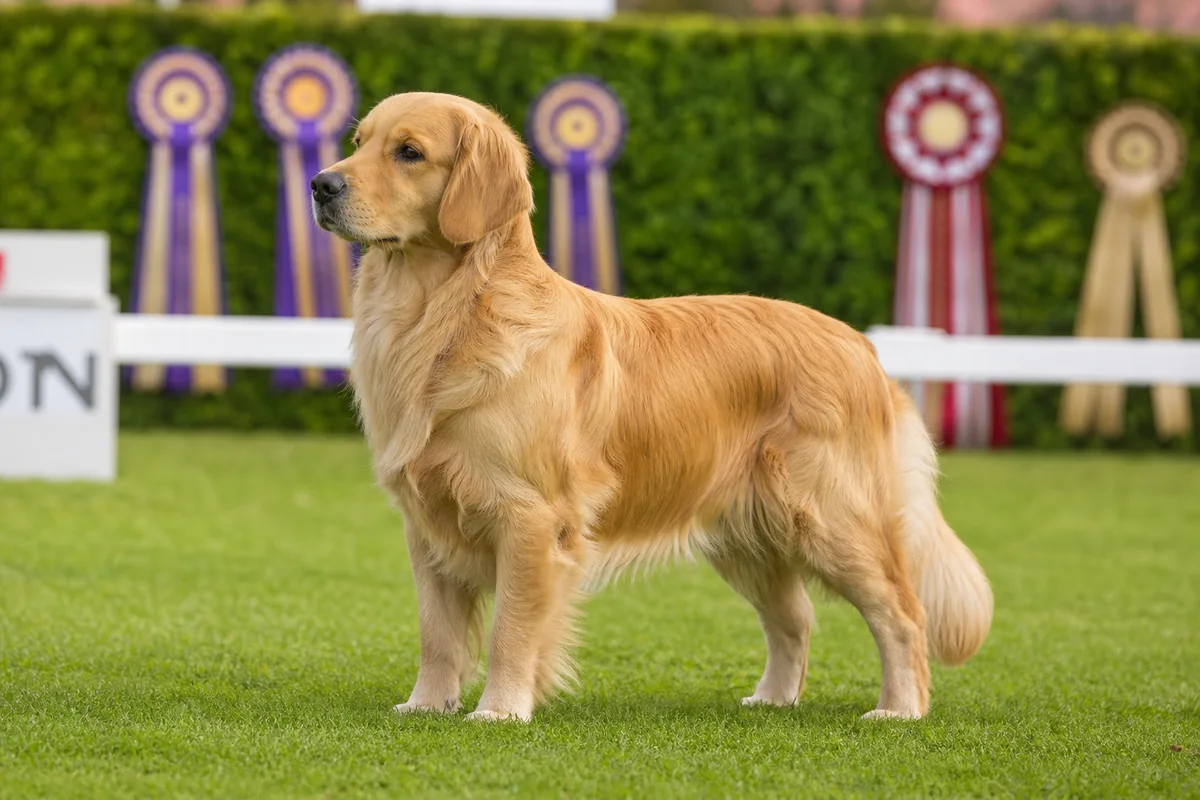 Ch Goldtreve Camrose Tia, Golden Retriever femelle adulte, robe dorée, sur gazon de ring