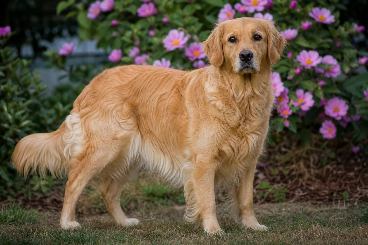 Ch Goldtreve Touch O Wild, Golden Retriever femelle adulte, robe dorée chaude, dans un jardin fleuri