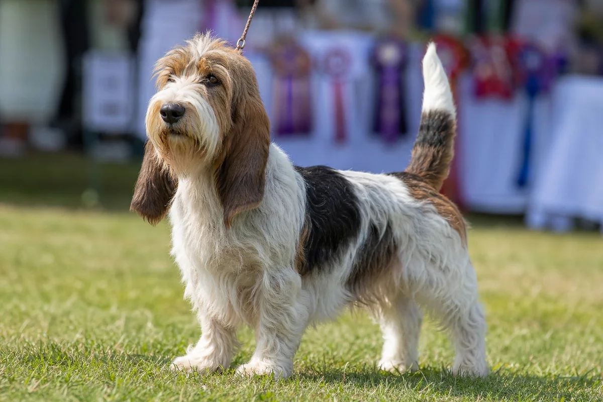 Sup Ch Rokeena Versailles, Petit Basset Griffon Vendéen mâle adulte, robe tricolore, en pose d'exposition