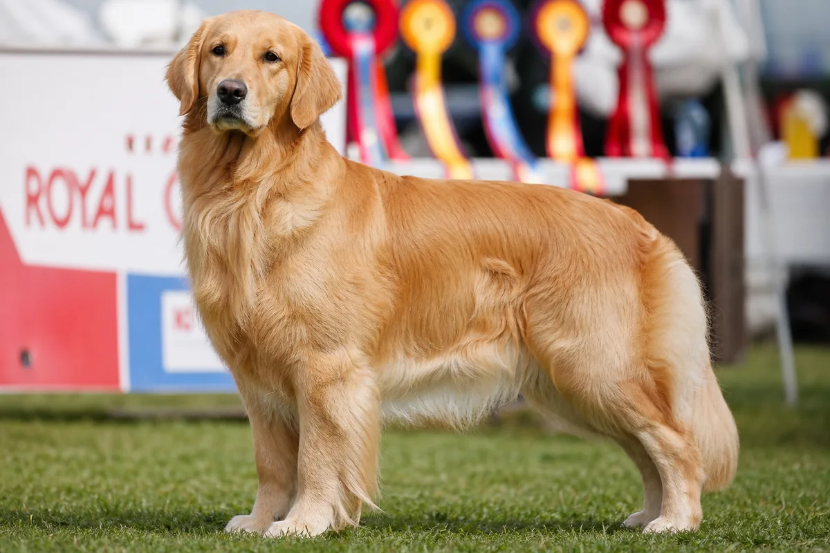 Grand Ch Goldtreve Wild Child, Golden Retriever femelle adulte, posture confiante d'exposition
