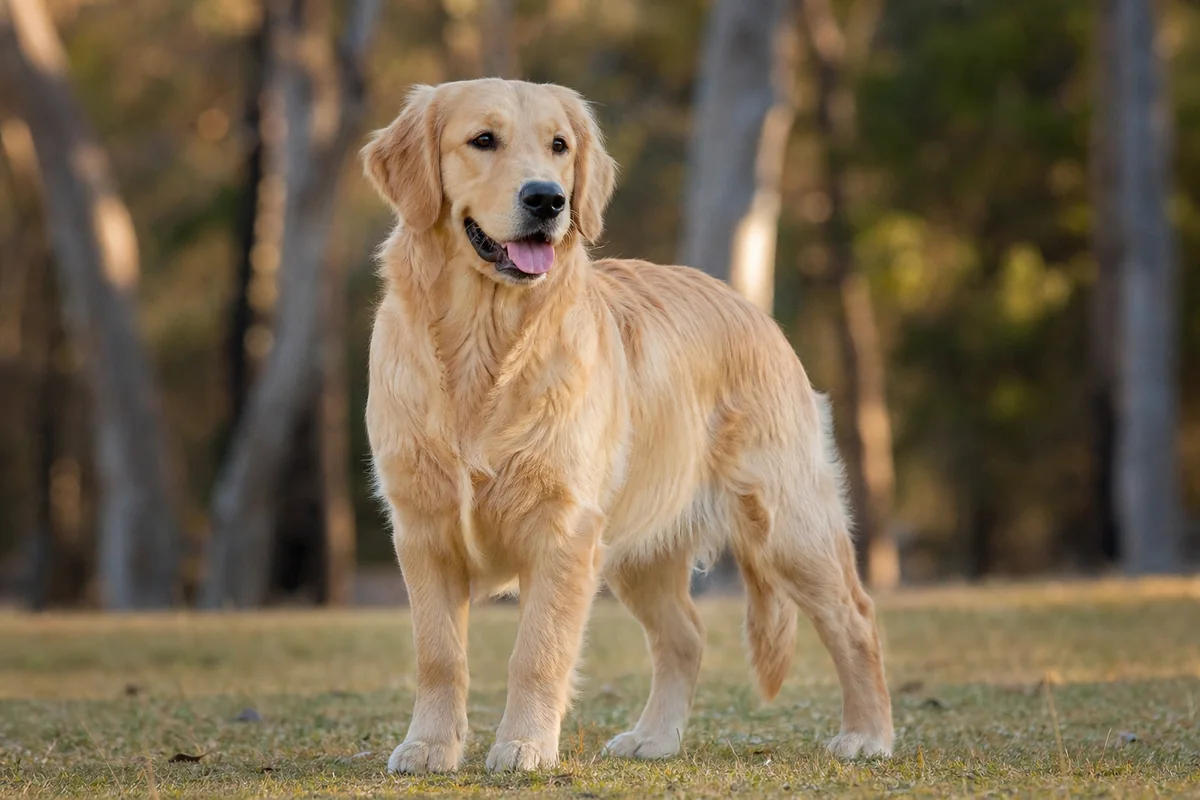 Ch Goldtreve Wild One, jeune Golden Retriever femelle, robe dorée claire, dans un enclos herbeux