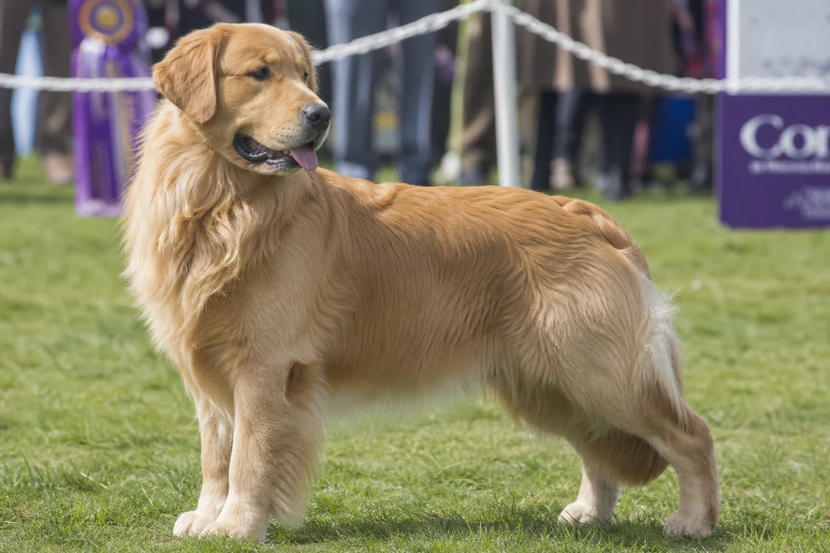 Grand Ch Goldtreve Wild N Wilful, Golden Retriever mâle adulte, robe dorée dense, en pose d'exposition