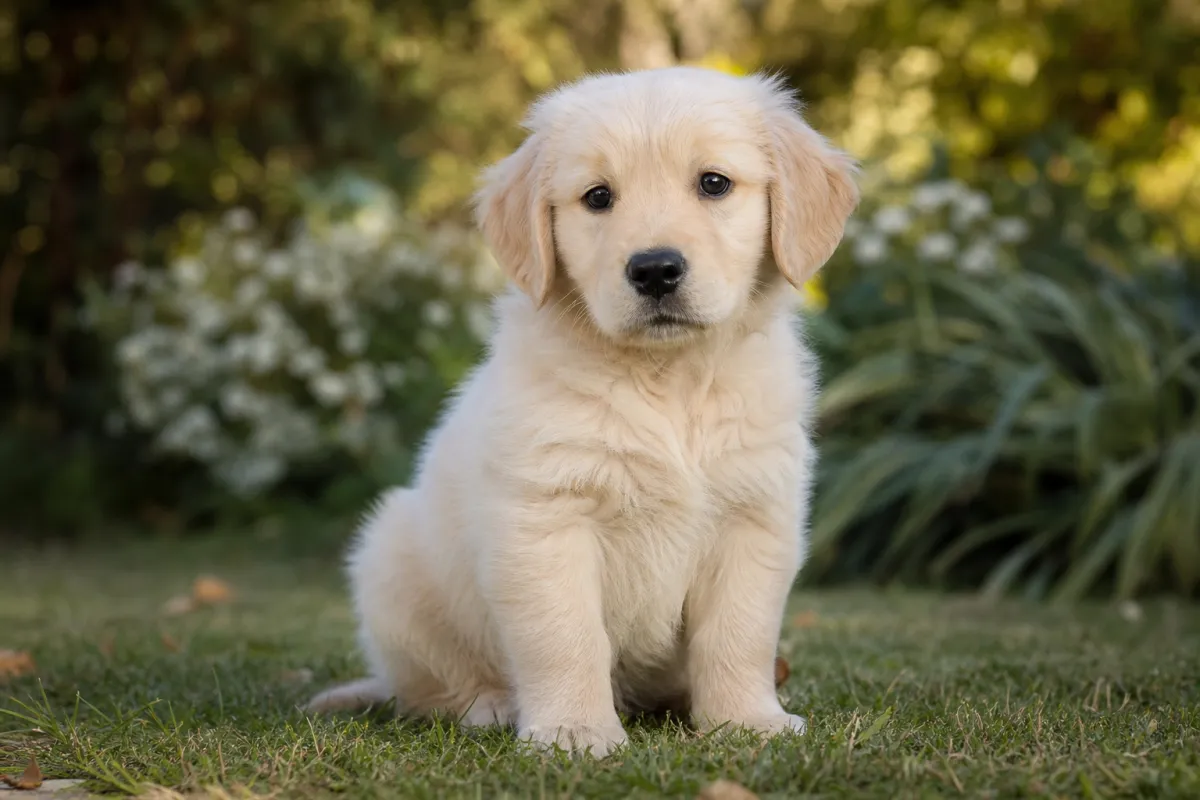 Chiot Golden Retriever d'environ huit semaines, robe dorée pâle et duveteuse, assis dans l'herbe